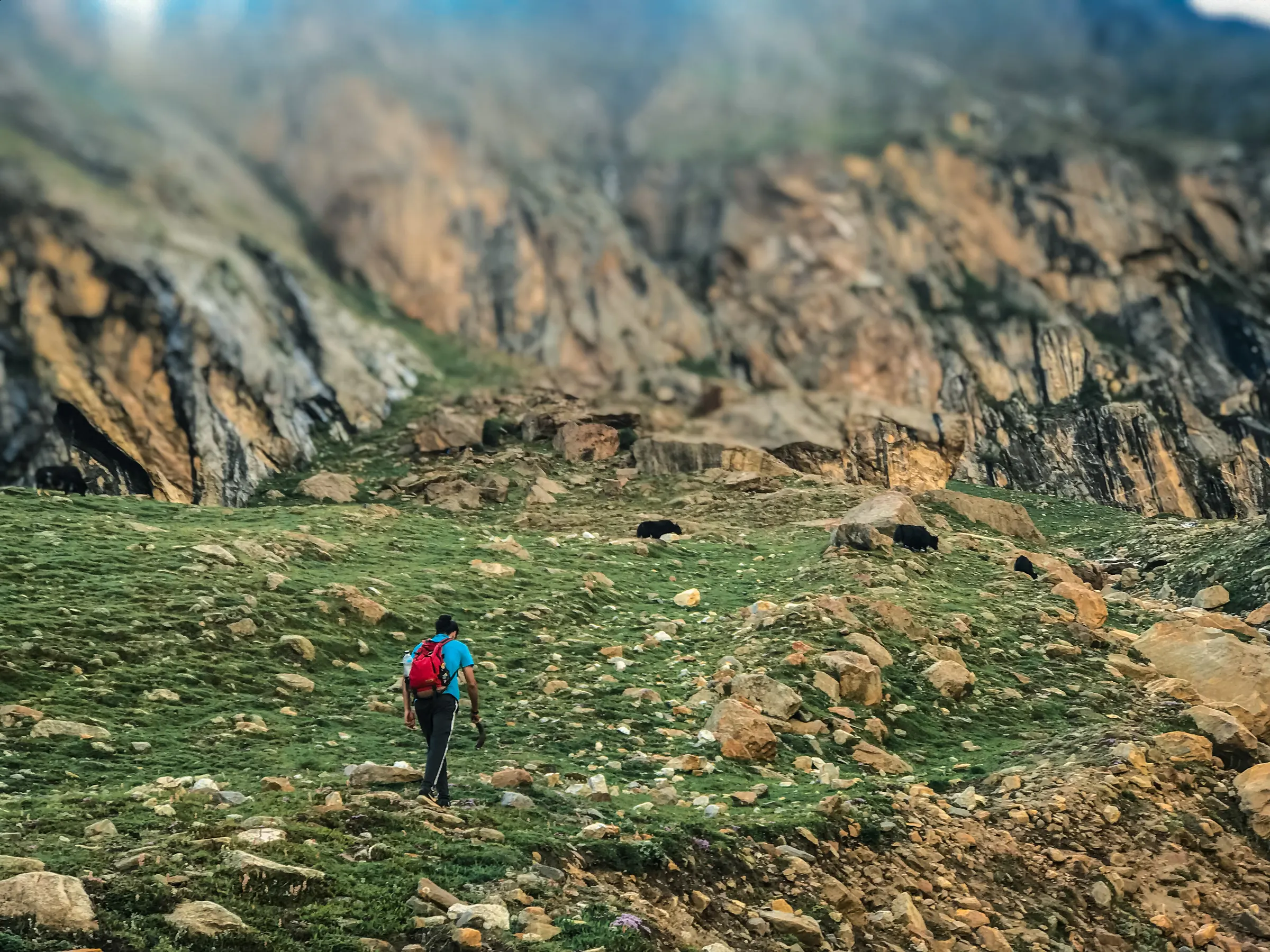 Green alpine meadow and pine forest in the mountains of Gilgit-Baltistan